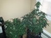 20150525_100318.jpg