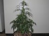 IMG_5589 - Copy.JPG