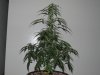 IMG_5593 - Copy.JPG