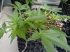 Auto Blues Vegi Day 35 Flower Day  2 (1).jpg