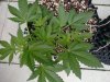 Auto Blues Vegi Day 35 Flower Day  2 (2).jpg