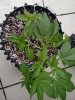 Deep Blue C Vegi Day 35 (2).jpg
