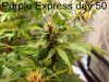 Purple Express bud (3).jpg