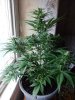 juneod2011 013.jpg