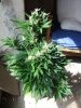 juneod2011 016.jpg