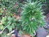 juneod2011 022.jpg