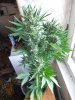 juneod2011 043.jpg