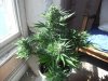 juneod2011 047.jpg