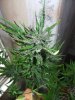 juneod2011 056.jpg