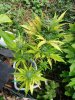 juneod2011 057.jpg