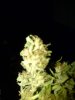 IMG-20110923-00001.jpg