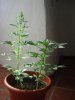 DSCN5427.jpg