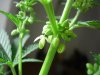 DSCN5444.jpg