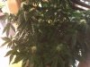 IMG_20120203_193543.jpg