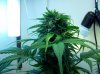 ERDay63f.jpg