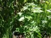 IMG_20150604_123521.jpg