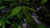 DSCF0547.JPG