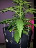 Supernatural Og Kush Dom (5).JPG