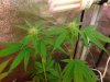 Goji OG (2).JPG