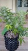 Sour D Flower Day 61 Plant 2 (2).jpg