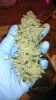 (1)2F2V bud porn.JPG