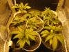 Growbox5.jpg
