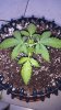 Ripleys OG Day 19 (1).jpg