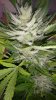Sour D Flower Day 73 (3).jpg