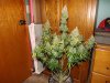 DSCF0441.JPG