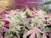 sour diesel 2.JPG