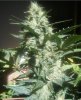 lafruttadevenus8.JPG