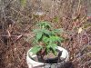 100_4096.jpg