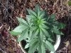 100_4099.jpg