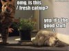 Catnip.jpg