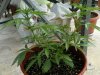 DSCN0105.JPG