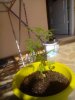 IMG_20150709_171842.jpg