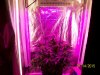 day50f.jpg