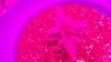 7.25.15 Bewbs in Toyland 004.jpg