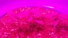 7.25.15 Bewbs in Toyland 001.jpg