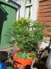 IMG_0247.JPG IMG_0247.JPG