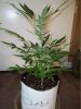 100_1828.JPG
