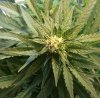 chem bud 2 new.jpg chem bud 2 new.jpg