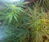 plant 3.jpg plant 3.jpg