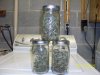 harvest1.jpg