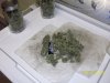 harvest2.jpg