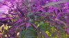 20150805_174528.jpg
