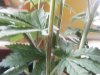 DSCF2871.JPG
