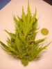 nl_budrot_01.jpg nl_budrot_01.jpg