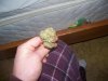 Dry-royalSkunk.jpg