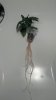 dr. fg root system 23 days.jpg